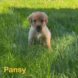 Pansy - Yellow female Labrador Retriever puppy in Tigard, Oregon from Morrison Labrador Retreivers