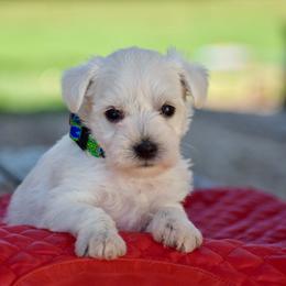 Fiona - White female Miniature Schnauzer puppy in Sumner, Texas from 3M Kennels, LLC