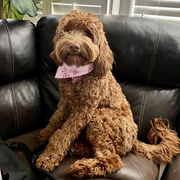 Australian Labradoodle and Labradoodle Puppies from Doodles_Ko