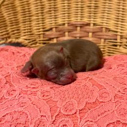 Girl 1 - Orange female Pomeranian puppy in Eden, North Carolina from Whippoorwill Pomeranians