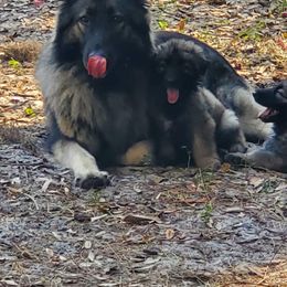 Shiloh Shepherd Puppies from Camp Daigles Shiloh Shepherds