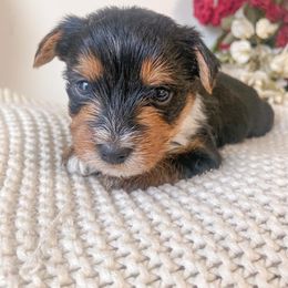 Yorkshire Terrier Puppies from Elaine’s Pup Co.