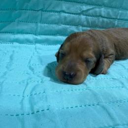 Lime - Red male Dachshund puppy in Mansfield, Missouri from Owens Farm