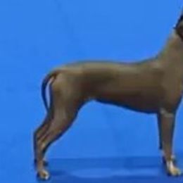 American Hairless Terriers and Pembroke Welsh Corgis from Flipside