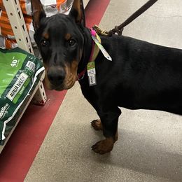 Cavalier King Charles Spaniel and Doberman Pinscher Puppies from HillStone Kennels