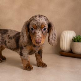 Freckles - Dapple female Dachshund puppy in Boston, Massachusetts from London’s puppies