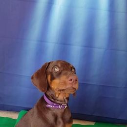 Doberman Pinscher Puppies from Emerald Eire Dobermanns
