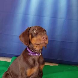 Doberman Pinscher Puppies from Emerald Eire Dobermanns