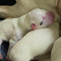 Judo - White male American Bulldog puppy in Homer, Georgia from Valor American Bulldogs