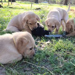 Labrador Retriever Puppies from Okie Shed Dogs LLC