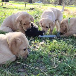Labrador Retriever Puppies from Okie Shed Dogs LLC