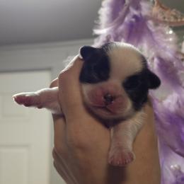 Morning - Black and white female Japanese Chin puppy in Salem, Oregon from Chinnychinchinofsalem
