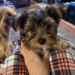 Boy 3 - Black and tan male Yorkshire Terrier puppy in Scranton, Arkansas from Trennas Rotten Yorkies