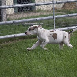 Great Dane Puppies from Cook’s Gentle Giants