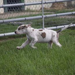 Great Dane Puppies from Cook’s Gentle Giants