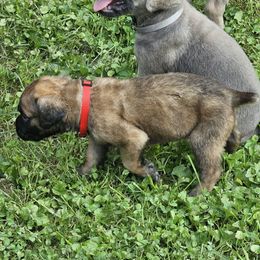 Darius - Fawn male Cane Corso puppy in Roachdale, Indiana from Cast Iron Kennels
