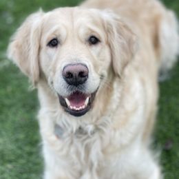 Bailey - Golden Retriever