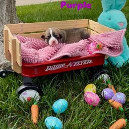 Purple collar - Sable female Pembroke Welsh Corgi puppy in Wheatland, California from Emerald Corgis