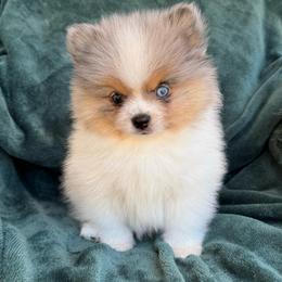 Artic - Blue merle male Pomeranian puppy in San Jacinto, California from Savvypomeranians