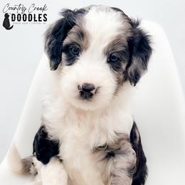 Bobby - female Australian Mountain Doodle puppy in Tipton, Indiana from Country Creek Doodles
