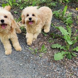 Sabrina - Cavapoo