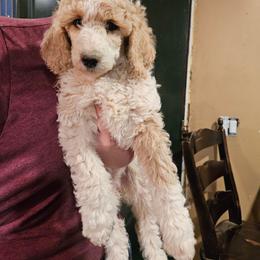 Bubbles(apricot) - Parti female Poodle puppy in Snowflake, Arizona from TaylorMade Standard Poodles