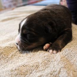 Pegasus - Black tri-color female Australian Shepherd puppy in Sonoita, Arizona from Gardner Canyon Kennels