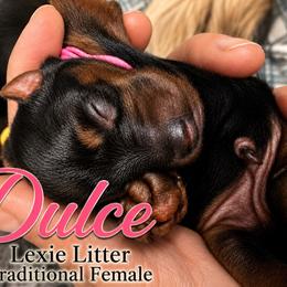 Dulce - Black and tan female Yorkshire Terrier puppy in Tangipahoa County, Louisiana from Riche’ Louisiana Yorkies