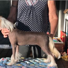 Chinese Crested and Xoloitzcuintli Puppies from Xcel's Xoloitzcuintli and Chinese Cresteds