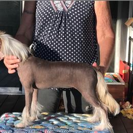 Chinese Crested and Xoloitzcuintli Puppies from Xcel's Xoloitzcuintli and Chinese Cresteds