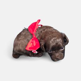 Reese - Brown male Shihpoo puppy in Delphos, Ohio from Route 66 Poodles & Doodles, Sapphire Shih-tzu's of Ohio