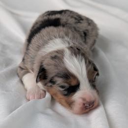Girl 1 Yellow - Blue merle female Australian Shepherd puppy in Yakima, Washington from Naches Heights Ranch
