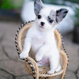 Chihuahua Puppies from Arizona Adventure Chihuahuas