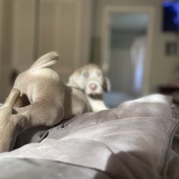 Goldendoodle, Great Dane, and Weimaraner Puppies from DoodleDandy & Danes