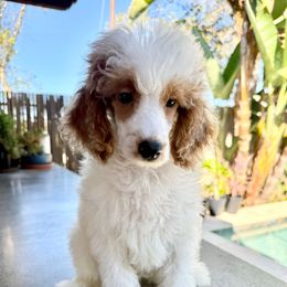 Boy 2 - Parti male Poodle puppy in San Diego, California from Goldendoodles & Poodles of San Diego