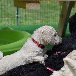 Poodle puppies from Endeavor Standard Poodles