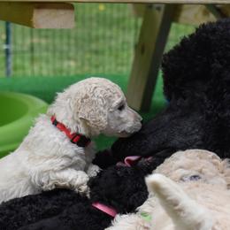 Poodle puppies from Endeavor Standard Poodles