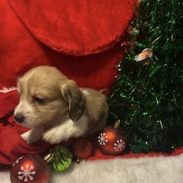 Boy 2 - Piebald male Dachshund puppy in Laurel, Mississippi from BB's Dotsies