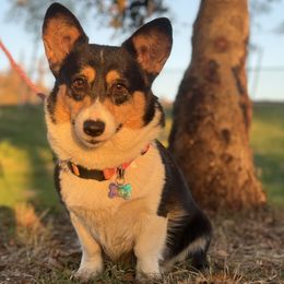 Adele - Pembroke Welsh Corgi