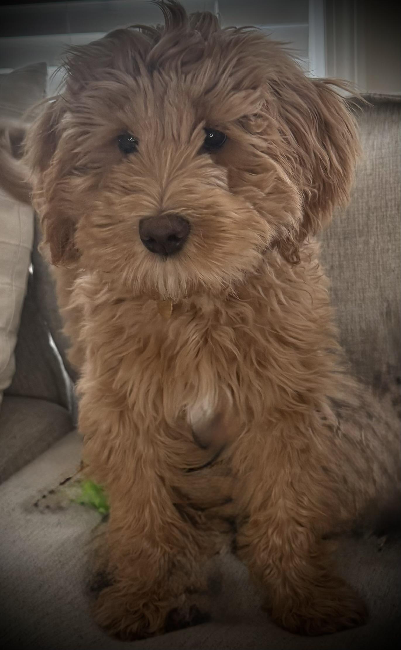 Storybook Labradoodles in New Hampshire | Australian Labradoodle