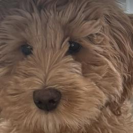 Australian Labradoodles from Storybook Labradoodles