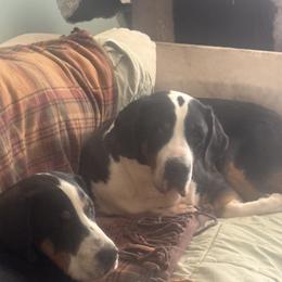 Galena - Greater Swiss Mountain Dog