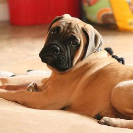 Bullmastiff Puppies from Amulet Bullmastiffs
