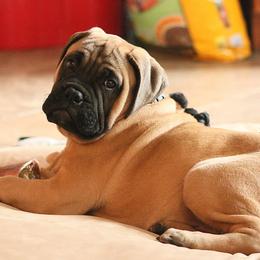 Bullmastiff Puppies from Amulet Bullmastiffs