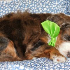 Australian Mountain Doodle, Australian Shepherd, Bernedoodle, Labradoodle, and Poodle Puppies from Island View Poodles & Doodles