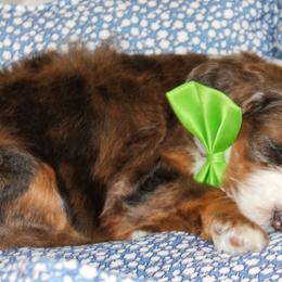 Australian Mountain Doodle, Australian Shepherd, Bernedoodle, Labradoodle, and Poodle Puppies from Island View Poodles & Doodles