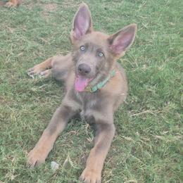 Titus - German Shepherd