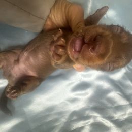 M1 - Chocolate and tan male Dachshund puppy in Polo, Missouri from Blue Tails Farm