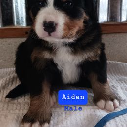 Bernese Mountain Dog Puppies from Varners Berners