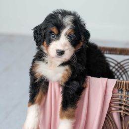 Raine - Tri-color female Bernedoodle puppy in Lititz, Pennsylvania from Sleepy Hollow Acres